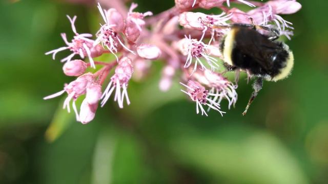 Mauve, Pink & Purple Flowers - On The Hunt For Day And Night Grazers & Pollinators