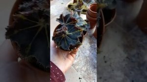 в какие горшки сажать бегонии декоротивно лиственные