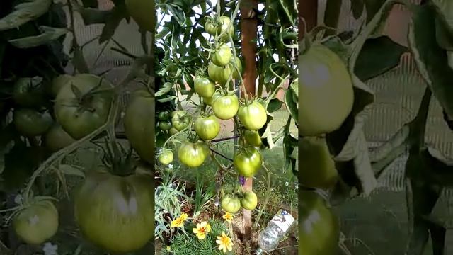 Моя теплица на 10 августа 2019 г.Сорта томатов и перцев,которыми я довольна. смотреть онлайн