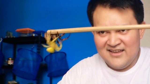 Subscribers Request: GARAPITIK vs CAMEL Spider. Gagambang Anti-Garapitik. Spider Fight. смотреть онлайн