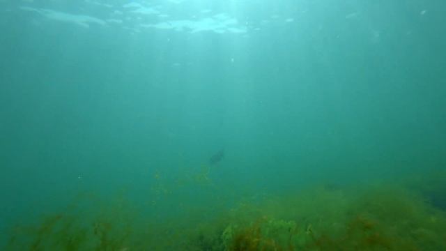 Неожиданный БОНУС.Подводная охота на кефаль с "заманухой" в Черном море 2020. смотреть онлайн