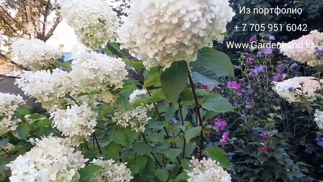 Гортензия метельчатая "Лаймлайт" - HYDRANGEA paniculata "Limelight". смотреть онлайн