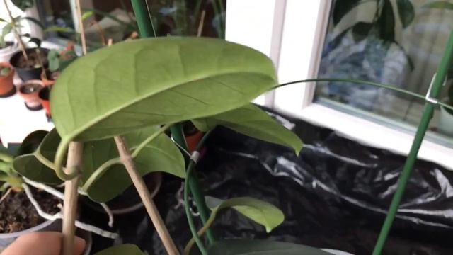 Pruning Madagascar Jasmine Grown Indoors смотреть онлайн