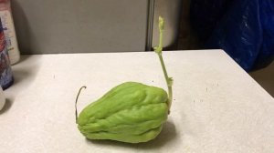 Чайот прорастает - пора сажать!