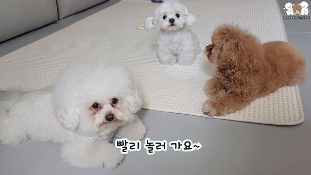 세상에서 젤 이쁘게 웃는 강아지!! смотреть онлайн