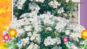 Арабис альпийский Белый. Краткий обзор, описание характеристик, где купить семена arabis alpina