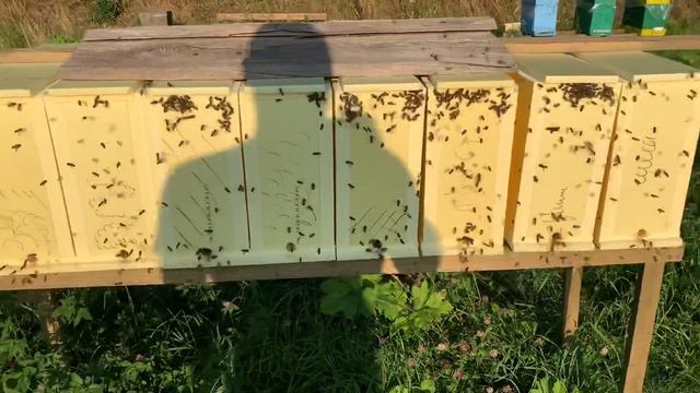 Пчёлы разграбили нуклеусы. смотреть онлайн