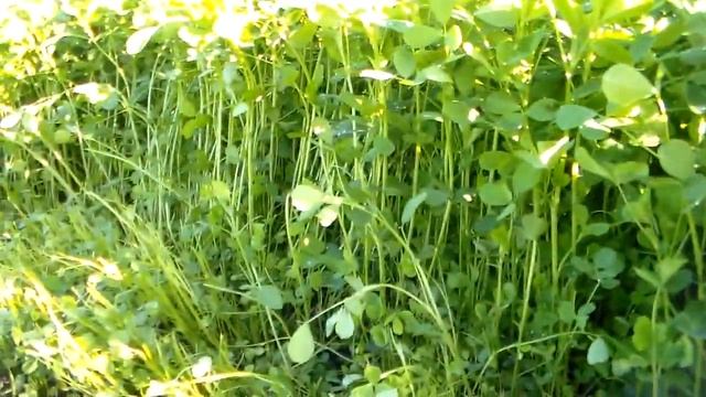 Супер люцерна на моём огороде,или как посадить люцерну вручную. смотреть онлайн