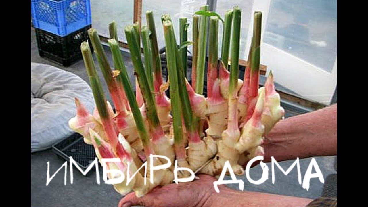 Как вырастить имбирь дома? Простой способ от профессионала! смотреть онлайн
