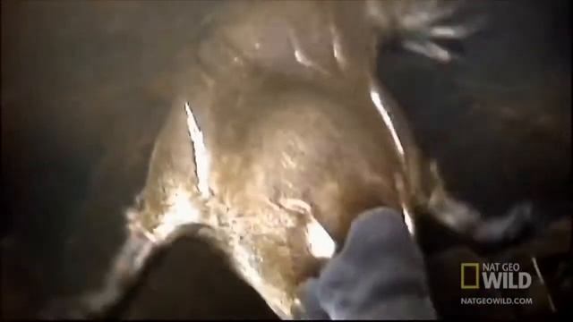 Австралийский утконос