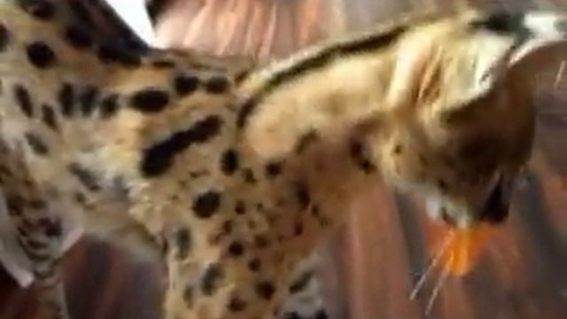 Сервал мурлыкает смотреть онлайн