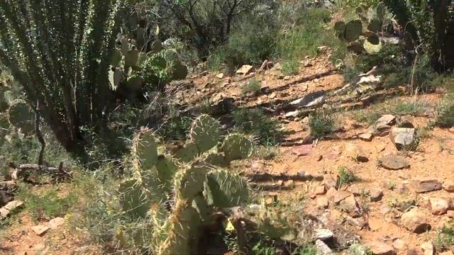 AZ Opening weekend OTC Hunt 2021 (SHOTS FIRED!!!) | Matt’s Recap Pt. 1 смотреть онлайн