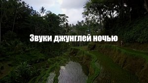 Видео 1час. Ночь. Звуки джунглей для медитации и расслабления