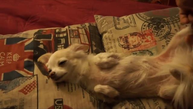 Массаж для чихуа хуа смотреть онлайн