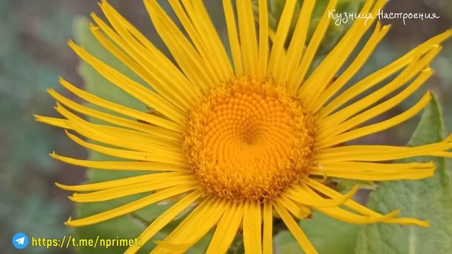 8 июля День Петра и Февронии. Что нельзя делать 8 июля. Народные традиции и приметы.