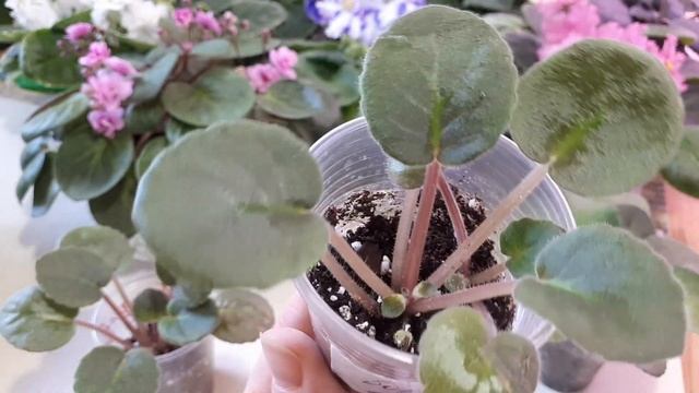 Почему пропала точка роста у Фиалки! Что делать? Как спасти и уберечь? смотреть онлайн