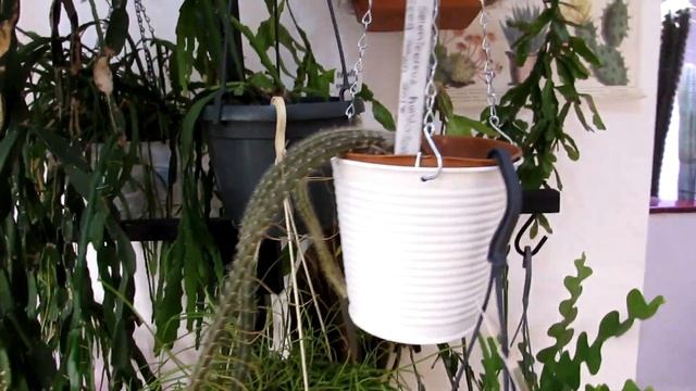 My Rhipsalis Cassutha Jungle Cactus In Bloom | Rainforest Cactus | Mistletoe Cactus