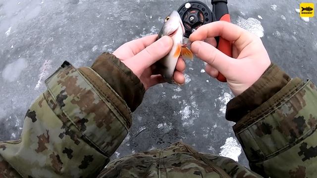 ОКУНЬ мал, но его МНОГО!!! Зимой ПОЛОСАТЫЙ спасает от бесклёвья!!! И такому размеру будешь рад!!! смотреть онлайн