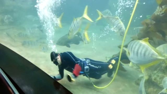 Как водолаз чистит аквариум