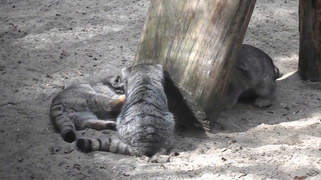 Котята манула смотреть онлайн