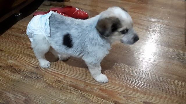 Собака Альма уложила щенков спать смотреть онлайн