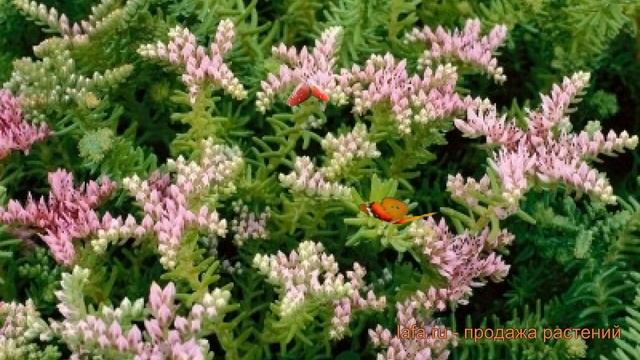 Седум ложный Си Стар ? ложный седум Си Стар обзор: как сажать, семена седума Си Стар