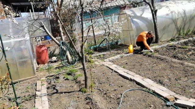 Саженцы беккер не прижились 3 из 8 Честный отзыв очень плохо смотреть онлайн