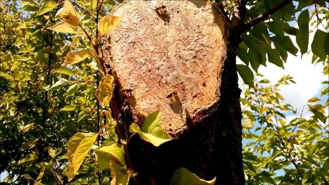 Пчелы собирают садовый вар Bees collect garden var смотреть онлайн
