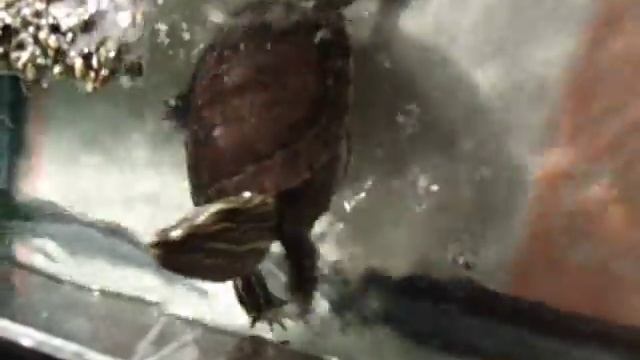 черепаха укусила за палец!!! )))) смотреть онлайн