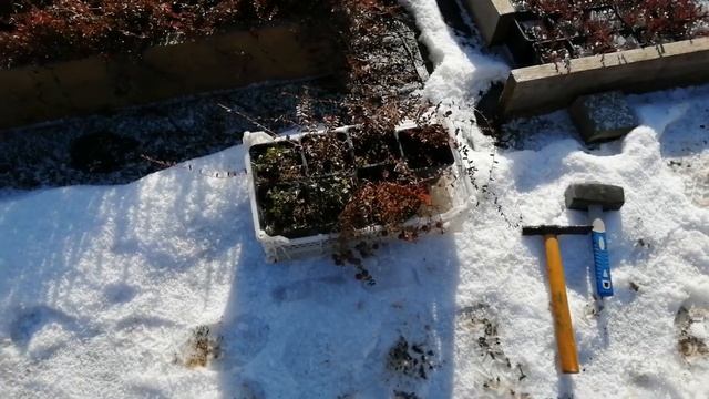 Саженцы клюквы, брусники | Первый заказ смотреть онлайн