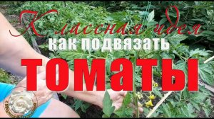 Как Подвязать Томаты в Открытом Грунте. Новый Супер Способ Подвязки Помидор