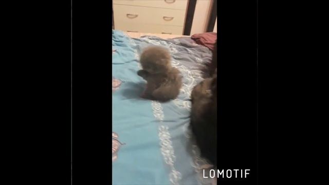 СкотишФолд любимый кот ? смотреть онлайн
