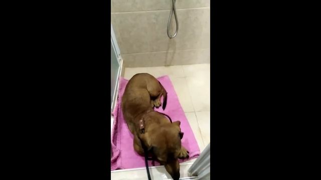 В Сочи нашлась такса . Нужно найти хозяина