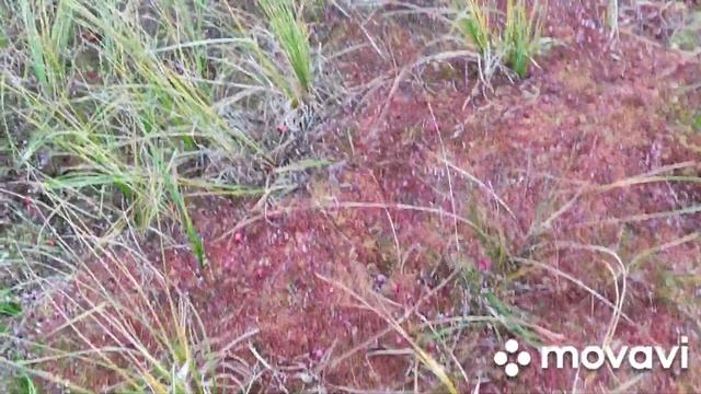 64 день сбора ягод. Клюква. смотреть онлайн