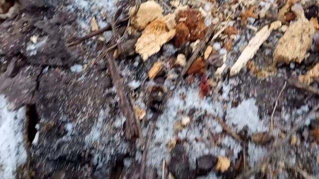 Личинки Короеда Зимой! Жуки... смотреть онлайн