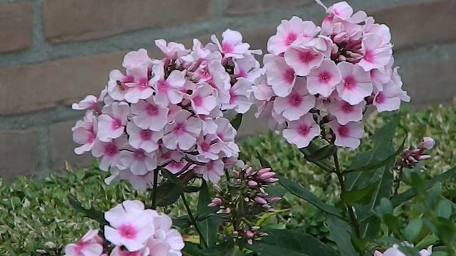 Phlox paniculata 'Bright Eyes' смотреть онлайн
