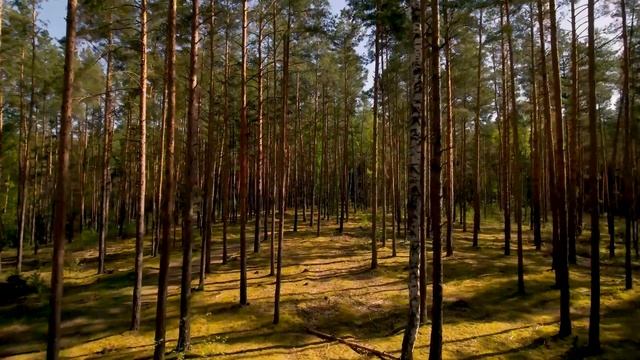 Крепкий сон: Дикий лес и пение птиц / Sound sleep: Wild forest and birdsong смотреть онлайн
