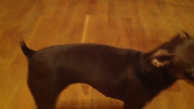 Мои звери:) смотреть онлайн