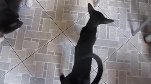 голос ориентальной кошки