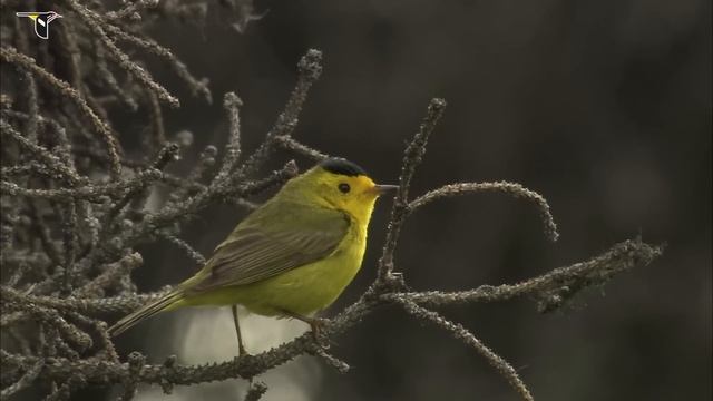 Wilson's Warbler Singing