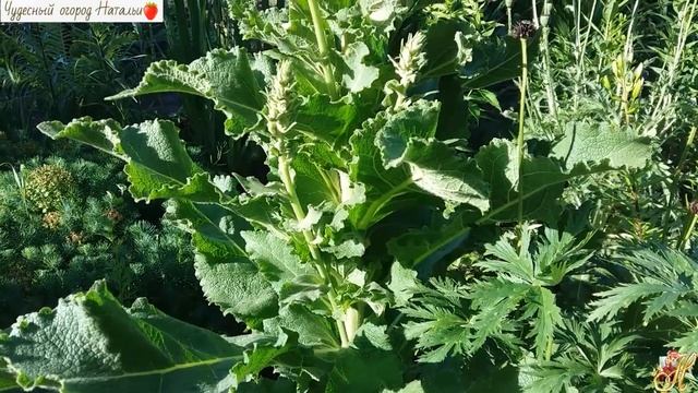 ?Растение коровяк или царский скипетр смотреть онлайн