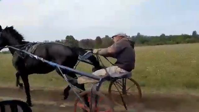Иноходец продаю 89237206845 смотреть онлайн