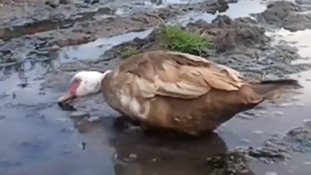 Утка которая живет в луже!!! смотреть онлайн