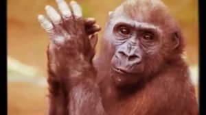 обезьяна чичичи продавала кирпичи