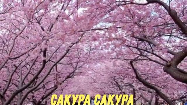 Вишня японская народная песня (КАРАОКЕ) смотреть онлайн