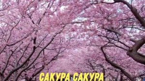 Вишня   японская народная песня (КАРАОКЕ)