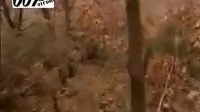 Qashqirlar Makoni 194 Qism Uzbekcha