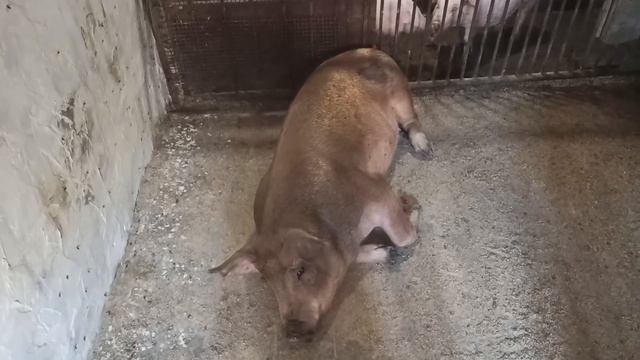 БЕШЕНАЯ СВИНОМАТКА!!! Неудачный опорос. смотреть онлайн