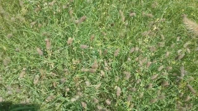 How to find 4 -leaf clovers.. & even more leaves. смотреть онлайн