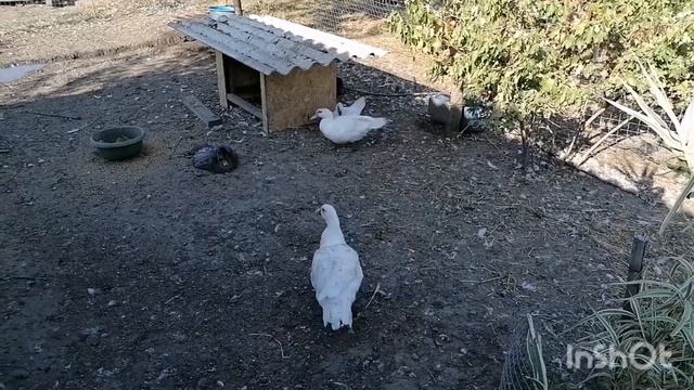 Взвешивание белых мускусных уток в 2 месяца. Сколько набрали приезжие уточки? смотреть онлайн